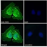 Immunofluorescence - Anti-EHD1 Antibody (A121141) - Antibodies.com