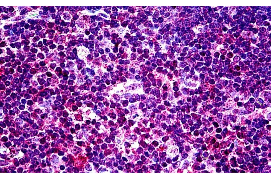 Immunohistochemistry - Anti-EHD1 Antibody (A121141) - Antibodies.com