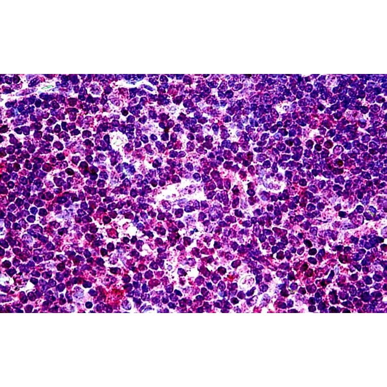 Immunohistochemistry - Anti-EHD1 Antibody (A121141) - Antibodies.com