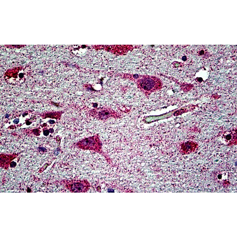 Immunohistochemistry - Anti-EHD1 Antibody (A121141) - Antibodies.com