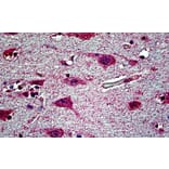 Immunohistochemistry - Anti-EHD1 Antibody (A121141) - Antibodies.com