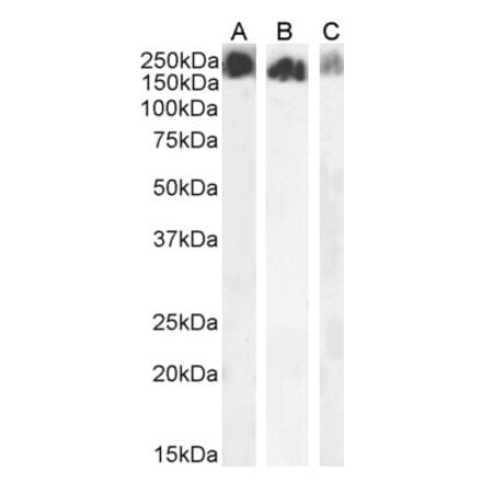 Western Blot - Anti-SCRIB Antibody (A121159)