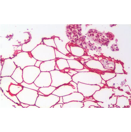 Immunohistochemistry - Anti-KIAA1881 Antibody (A121143) - Antibodies.com