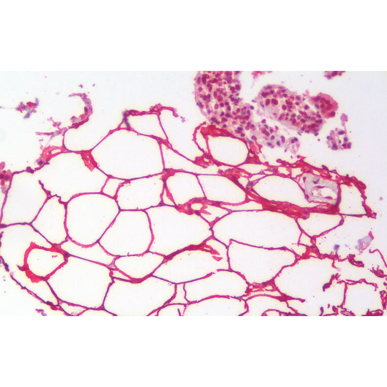 Immunohistochemistry - Anti-KIAA1881 Antibody (A121143) - Antibodies.com