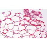 Immunohistochemistry - Anti-KIAA1881 Antibody (A121143) - Antibodies.com