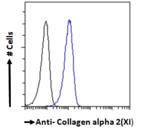 Flow Cytometry - Anti-Collagen type XI alpha 2 Antibody (A121140)