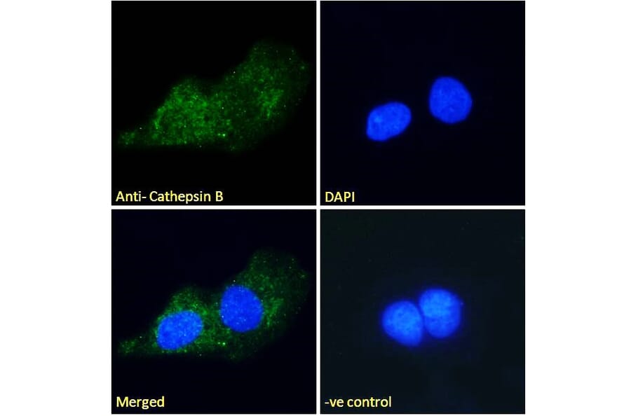 Immunofluorescence - Anti-Cathepsin B Antibody (A121144) - Antibodies.com