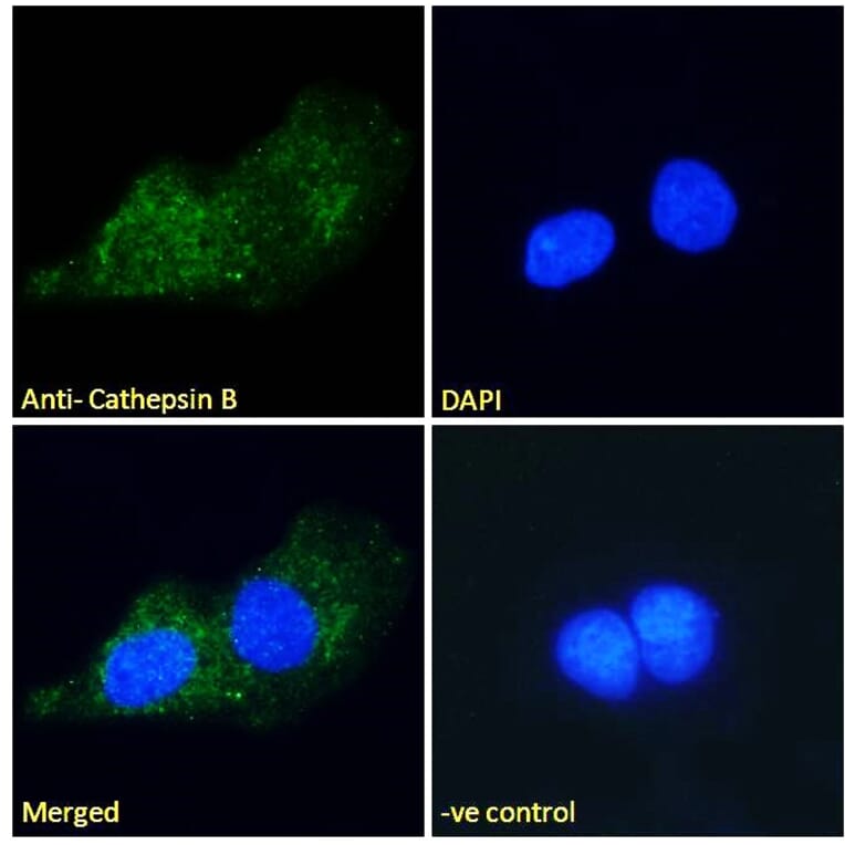 Immunofluorescence - Anti-Cathepsin B Antibody (A121144) - Antibodies.com