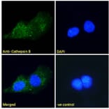 Immunofluorescence - Anti-Cathepsin B Antibody (A121144) - Antibodies.com