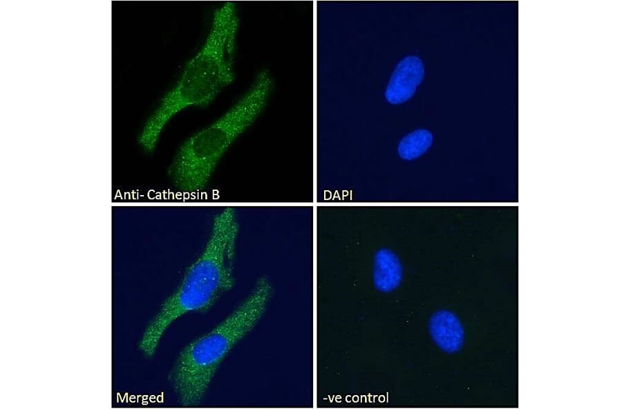 Immunofluorescence - Anti-Cathepsin B Antibody (A121144) - Antibodies.com
