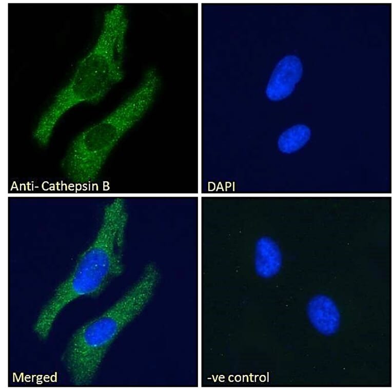 Immunofluorescence - Anti-Cathepsin B Antibody (A121144) - Antibodies.com