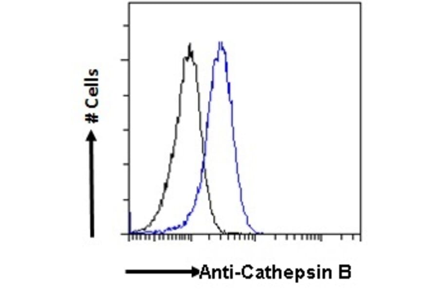 Flow Cytometry - Anti-Cathepsin B Antibody (A121144) - Antibodies.com