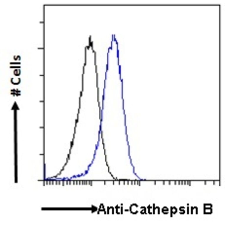 Flow Cytometry - Anti-Cathepsin B Antibody (A121144) - Antibodies.com