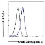 Flow Cytometry - Anti-Cathepsin B Antibody (A121144) - Antibodies.com