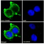Immunofluorescence - Anti-beta Catenin Antibody (A121145) - Antibodies.com