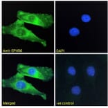 Immunofluorescence - Anti-Eph Receptor B6 Antibody (A121146) - Antibodies.com