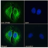 Immunofluorescence - Anti-Eph Receptor B6 Antibody (A121146) - Antibodies.com