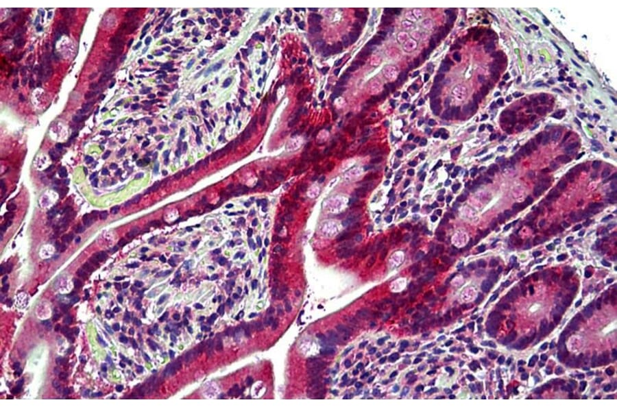 Immunohistochemistry - Anti-Eph Receptor B6 Antibody (A121146) - Antibodies.com