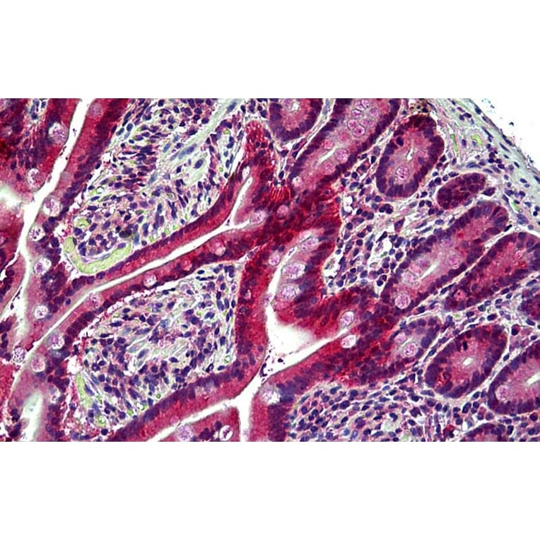 Immunohistochemistry - Anti-Eph Receptor B6 Antibody (A121146) - Antibodies.com