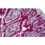 Immunohistochemistry - Anti-Eph Receptor B6 Antibody (A121146) - Antibodies.com