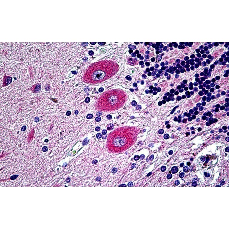 Immunohistochemistry - Anti-Eph Receptor B6 Antibody (A121146) - Antibodies.com