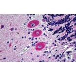 Immunohistochemistry - Anti-Eph Receptor B6 Antibody (A121146) - Antibodies.com
