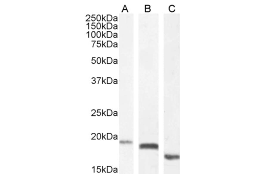 Western Blot - Anti-EDF1 Antibody (A121147) - Antibodies.com