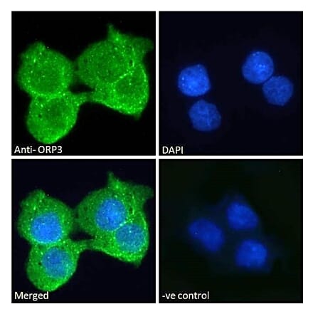 Immunofluorescence - Anti-ORP3 Antibody (A121164)