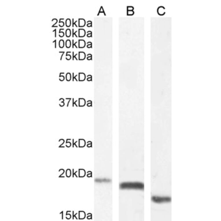 Western Blot - Anti-EDF1 Antibody (A121147) - Antibodies.com
