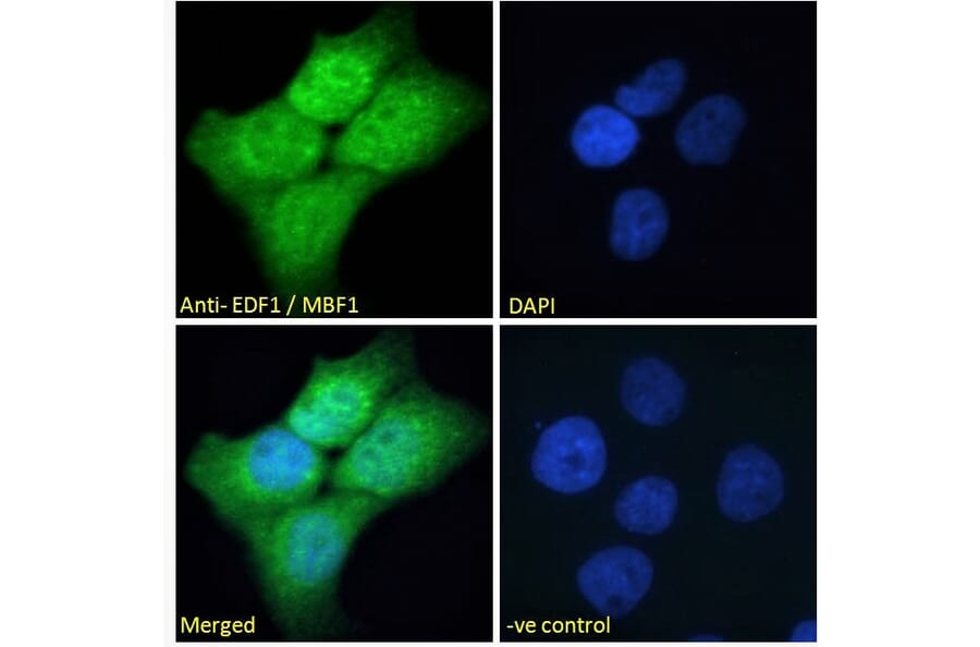 Immunofluorescence - Anti-EDF1 Antibody (A121147) - Antibodies.com