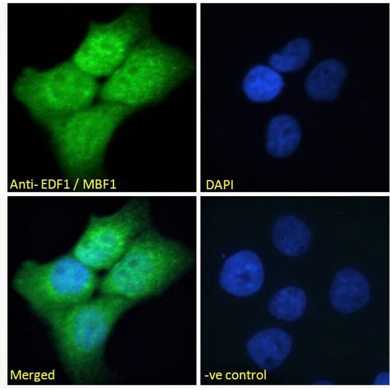 Immunofluorescence - Anti-EDF1 Antibody (A121147) - Antibodies.com