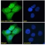 Immunofluorescence - Anti-EDF1 Antibody (A121147) - Antibodies.com