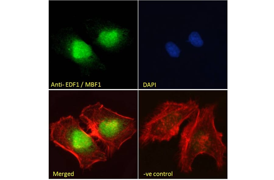 Immunofluorescence - Anti-EDF1 Antibody (A121147) - Antibodies.com