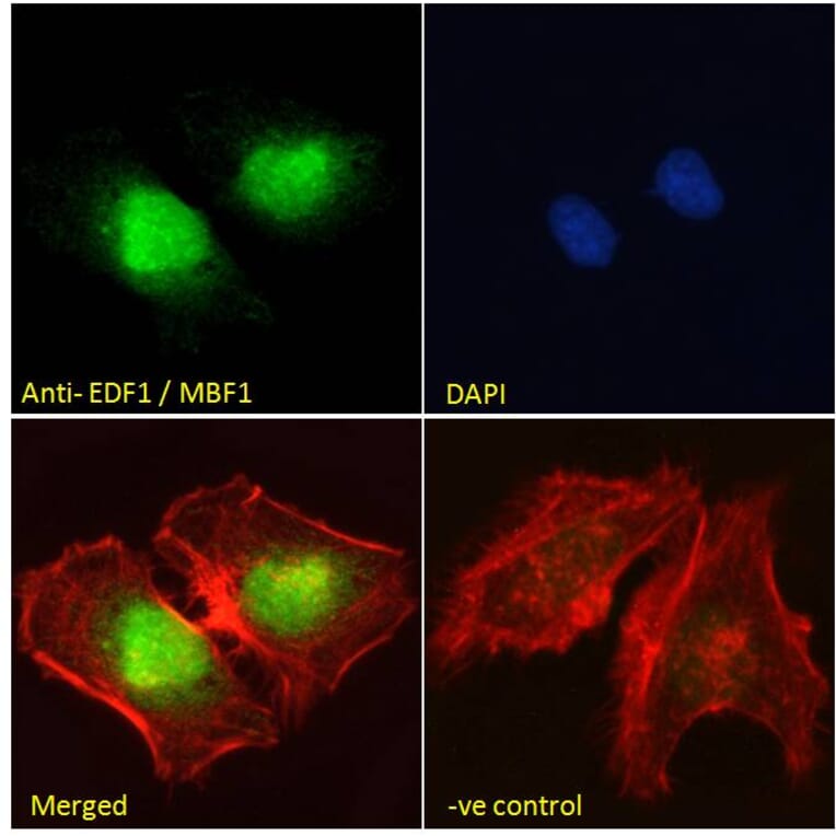Immunofluorescence - Anti-EDF1 Antibody (A121147) - Antibodies.com