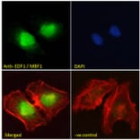 Immunofluorescence - Anti-EDF1 Antibody (A121147) - Antibodies.com