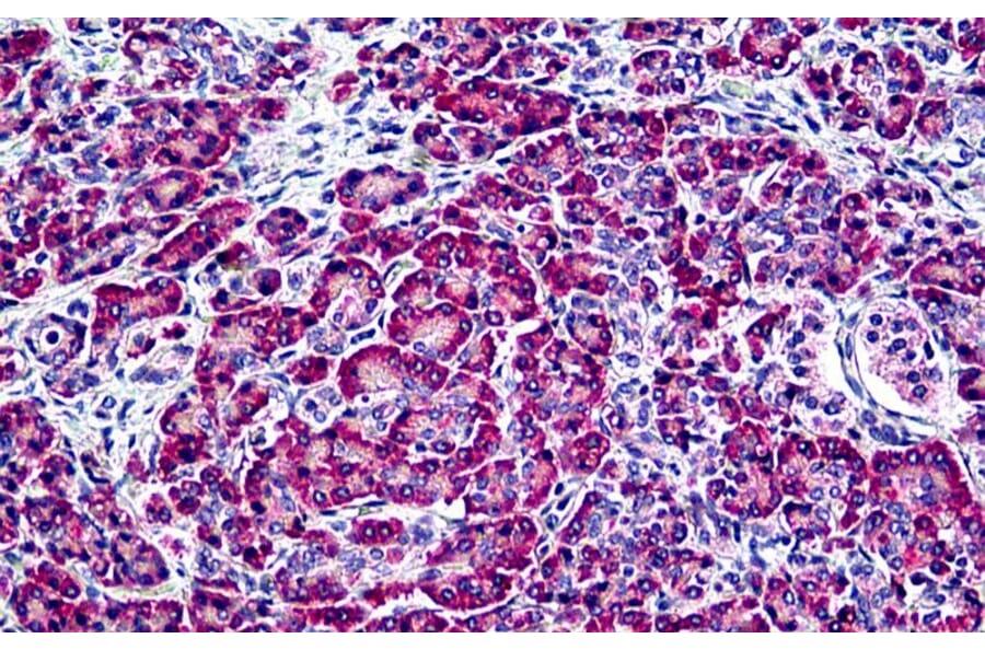Immunohistochemistry - Anti-EDF1 Antibody (A121147) - Antibodies.com