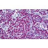 Immunohistochemistry - Anti-EDF1 Antibody (A121147) - Antibodies.com