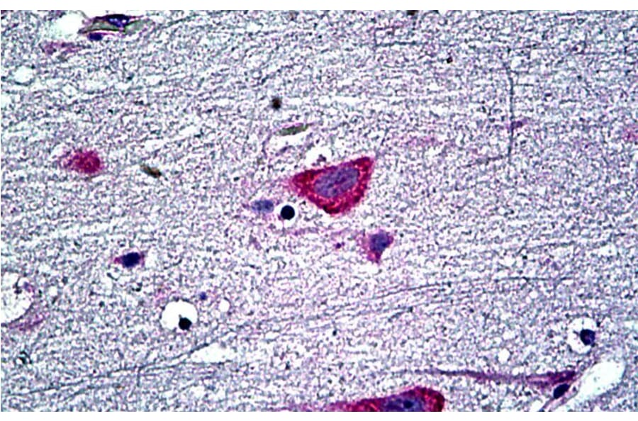 Immunohistochemistry - Anti-EDF1 Antibody (A121147) - Antibodies.com