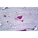 Immunohistochemistry - Anti-EDF1 Antibody (A121147) - Antibodies.com