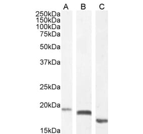 Western Blot - Anti-EDF1 Antibody (A121147)