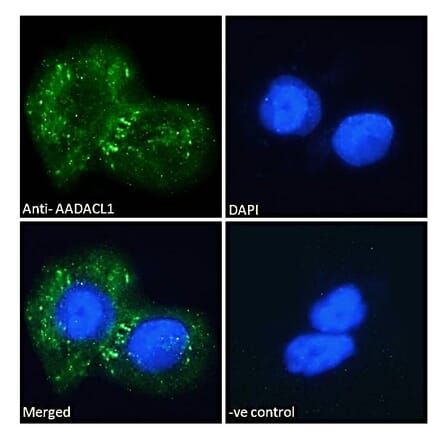 Immunofluorescence - Anti-AADACL1 Antibody (A121150) - Antibodies.com