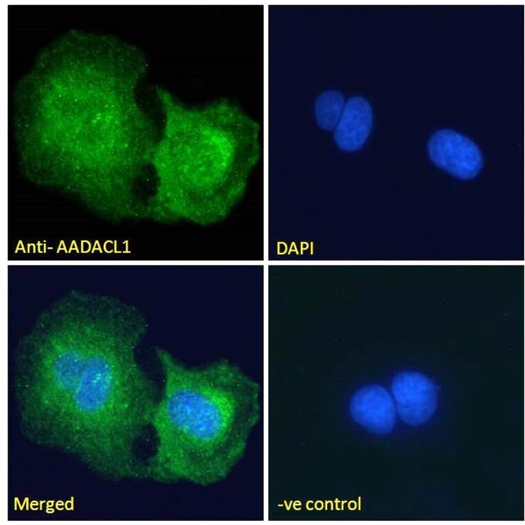 Immunofluorescence - Anti-AADACL1 Antibody (A121150) - Antibodies.com