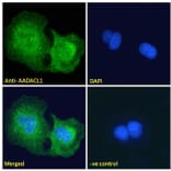 Immunofluorescence - Anti-AADACL1 Antibody (A121150) - Antibodies.com