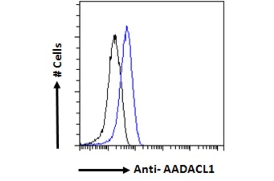 Flow Cytometry - Anti-AADACL1 Antibody (A121150) - Antibodies.com