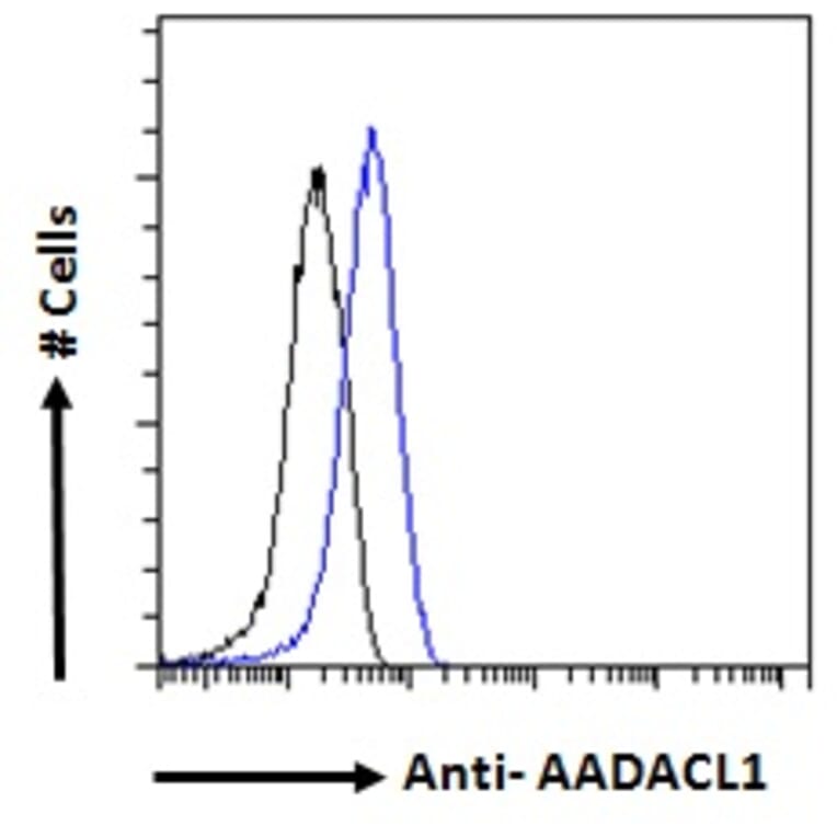 Flow Cytometry - Anti-AADACL1 Antibody (A121150) - Antibodies.com