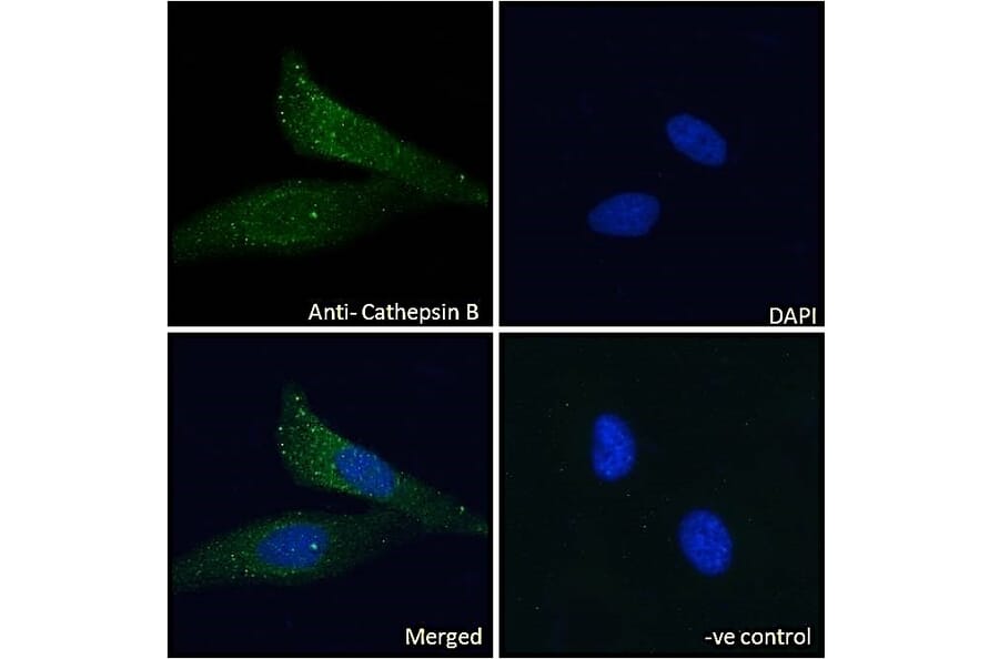 Immunofluorescence - Anti-Cathepsin B Antibody (A121151) - Antibodies.com