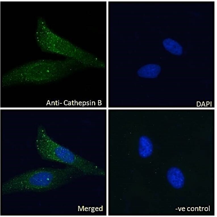 Immunofluorescence - Anti-Cathepsin B Antibody (A121151) - Antibodies.com