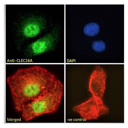 Immunofluorescence - Anti-CLEC16A Antibody (A121152) - Antibodies.com