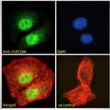Immunofluorescence - Anti-CLEC16A Antibody (A121152) - Antibodies.com