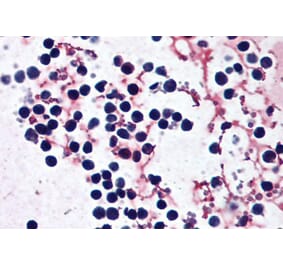 Immunohistochemistry - Anti-NLRP3 Antibody (A121153) - Antibodies.com